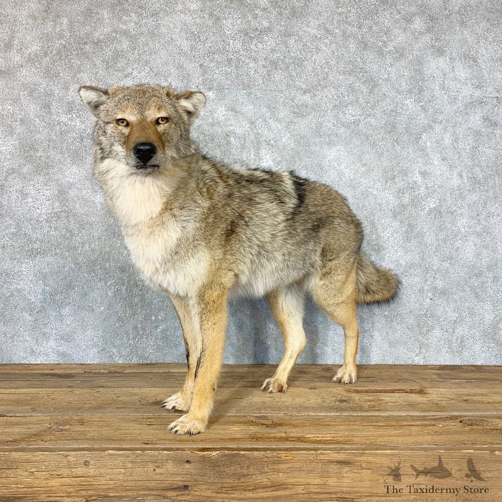 Coyote Life-Size Mount For Sale #22326 @ The Taxidermy Store