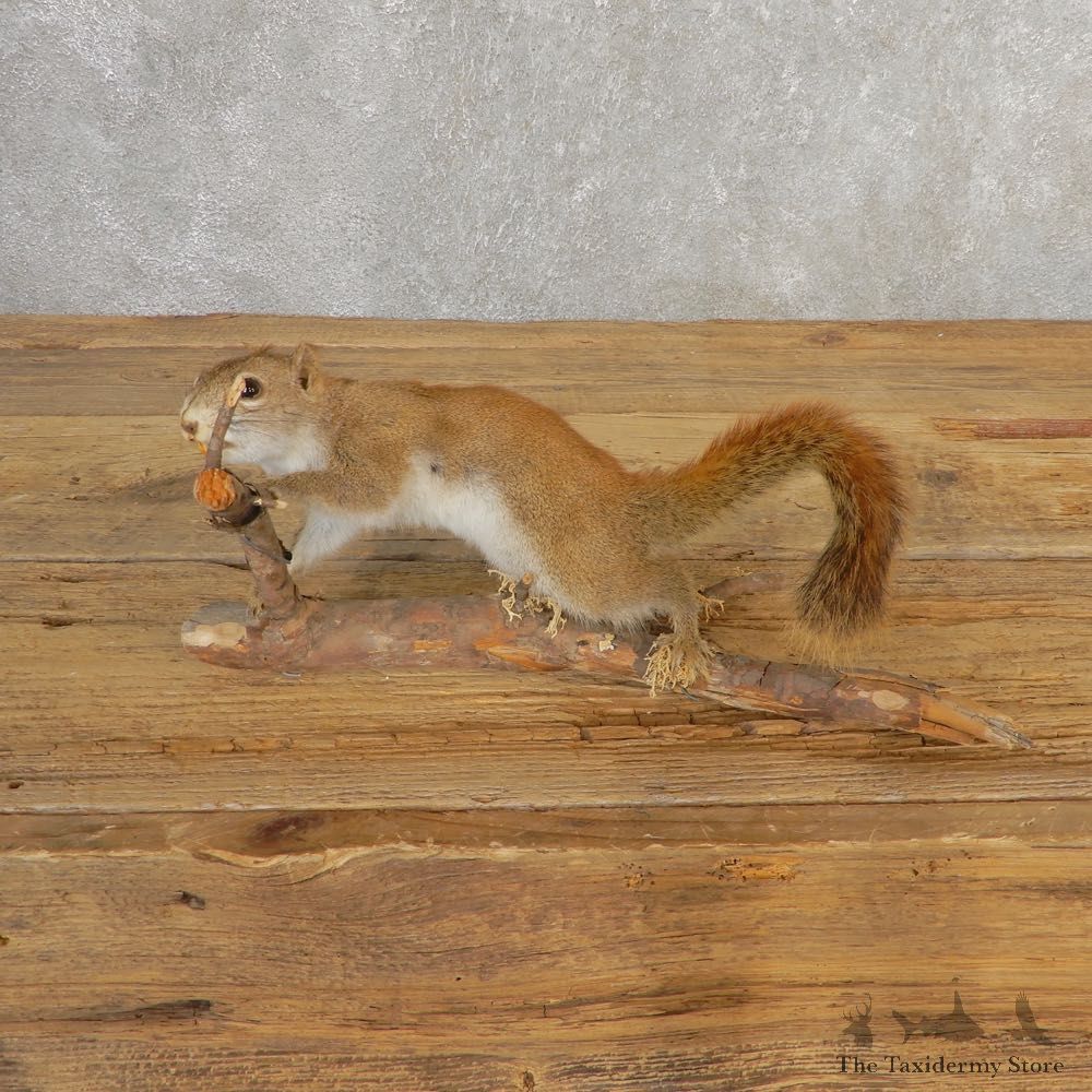 Red Squirrel Life-Size Mount For Sale #21125 @ The Taxidermy Store