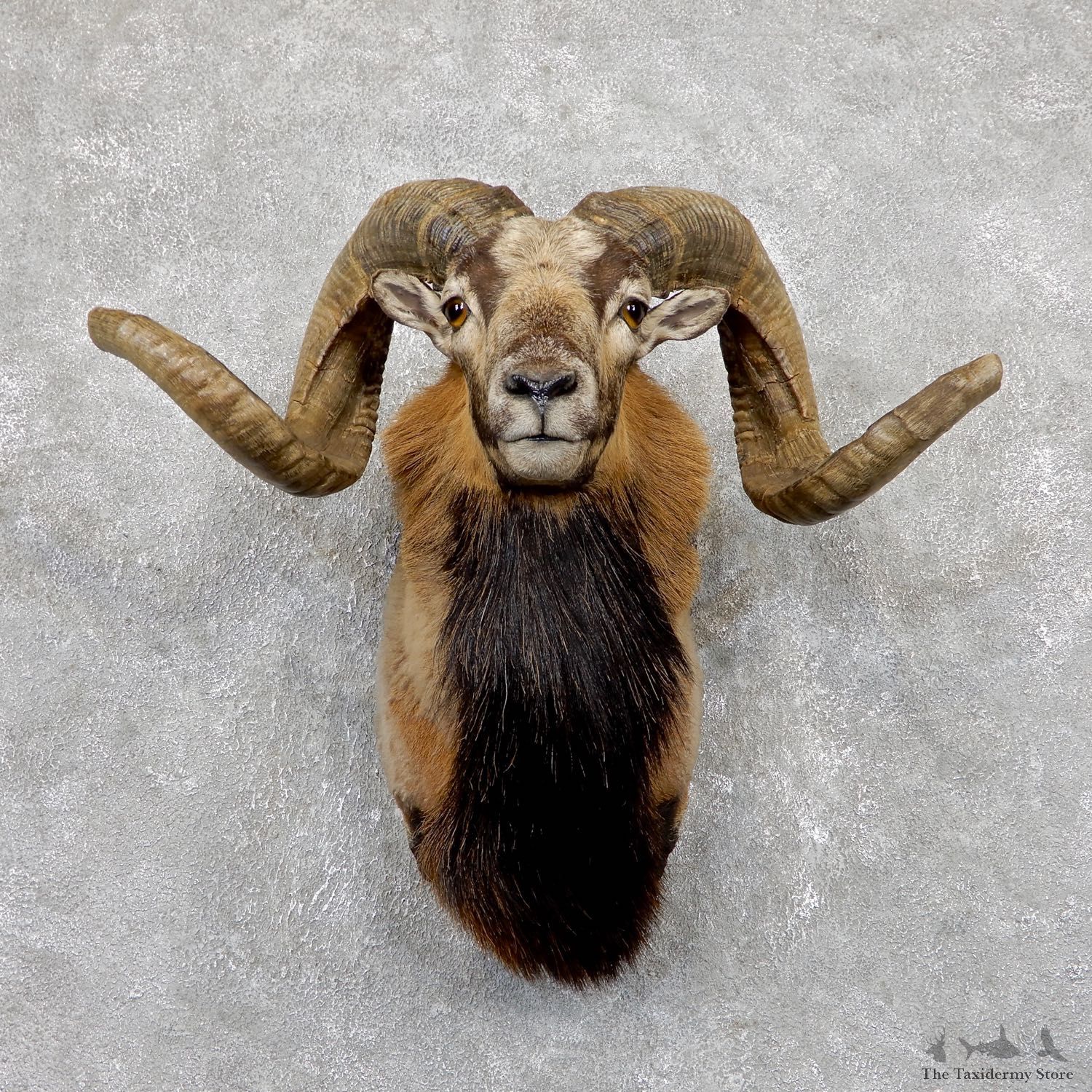 Corsican Ram Shoulder Mount For Sale #19444 @ The Taxidermy Store
