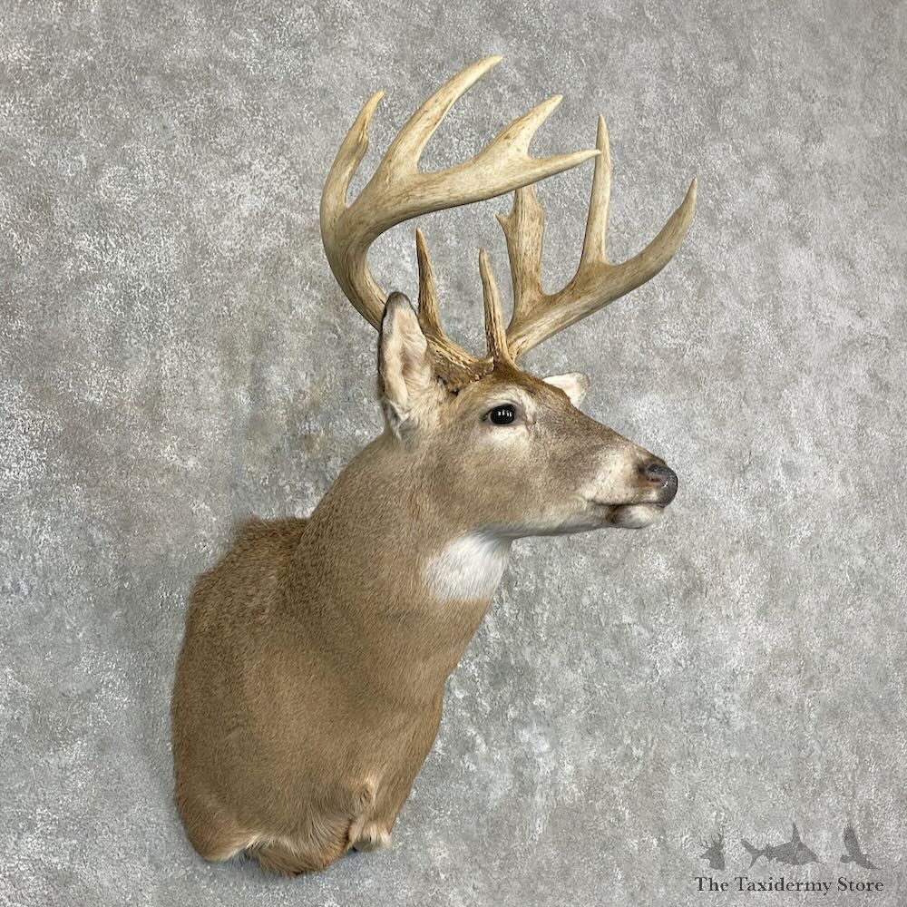 Whitetail Deer Shoulder Mount For Sale #27344 - The Taxidermy Store