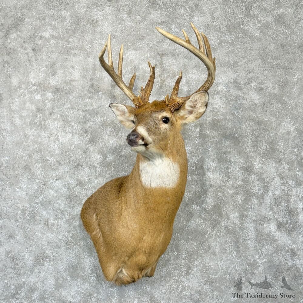Whitetail Deer Shoulder Mount For Sale #29015 @ The Taxidermy Store