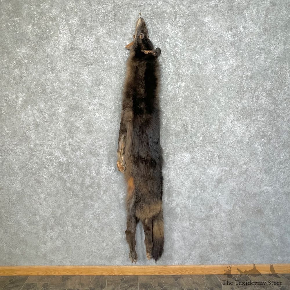 Black Alaskan Wolf Tanned Hide For Sale #25340 @ The Taxidermy Store