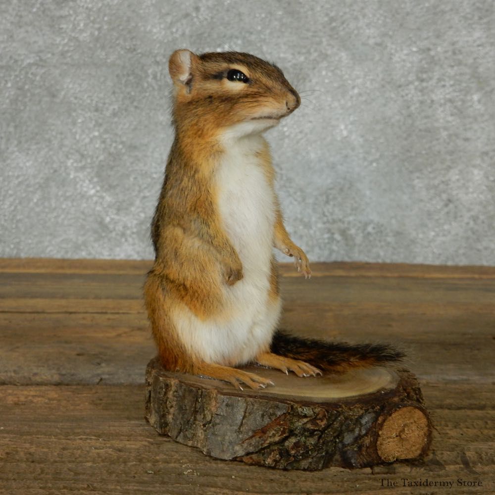 Standing Chipmunk Life Size Mount #13440 For Sale @ The Taxidermy Store