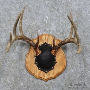 Whitetail Deer Antler Plaque Mount For Sale #15777 @ The Taxidermy Store