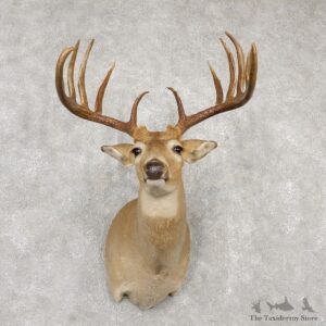 Whitetail Deer Shoulder Mount #18771 For Sale - The Taxidermy Store