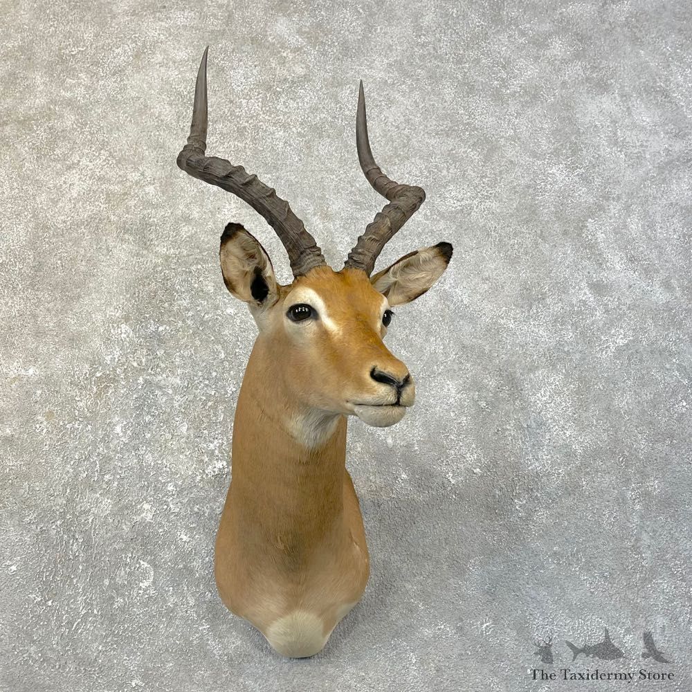 African Impala Shoulder Taxidermy Mount #25165 For Sale @ The Taxidermy Store