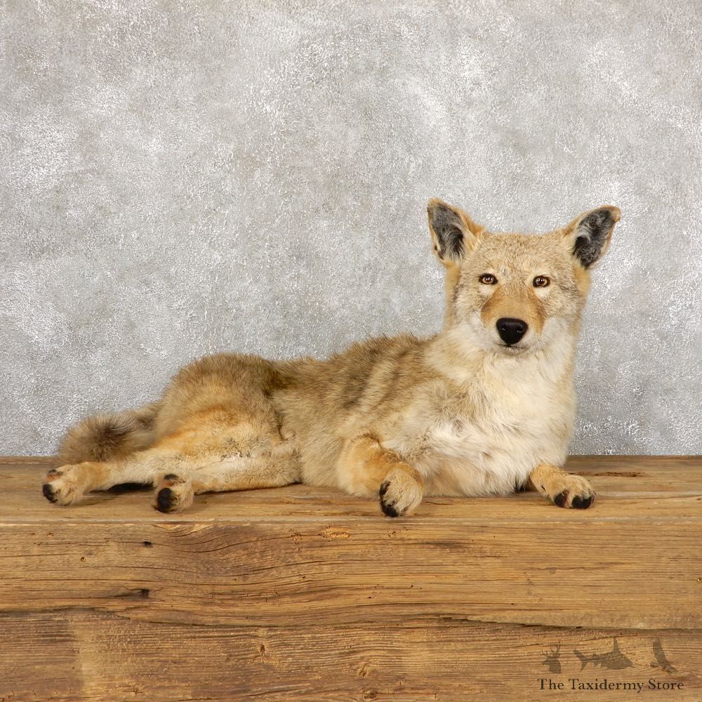 Coyote Life-Size Mount For Sale #18885 @ The Taxidermy Store