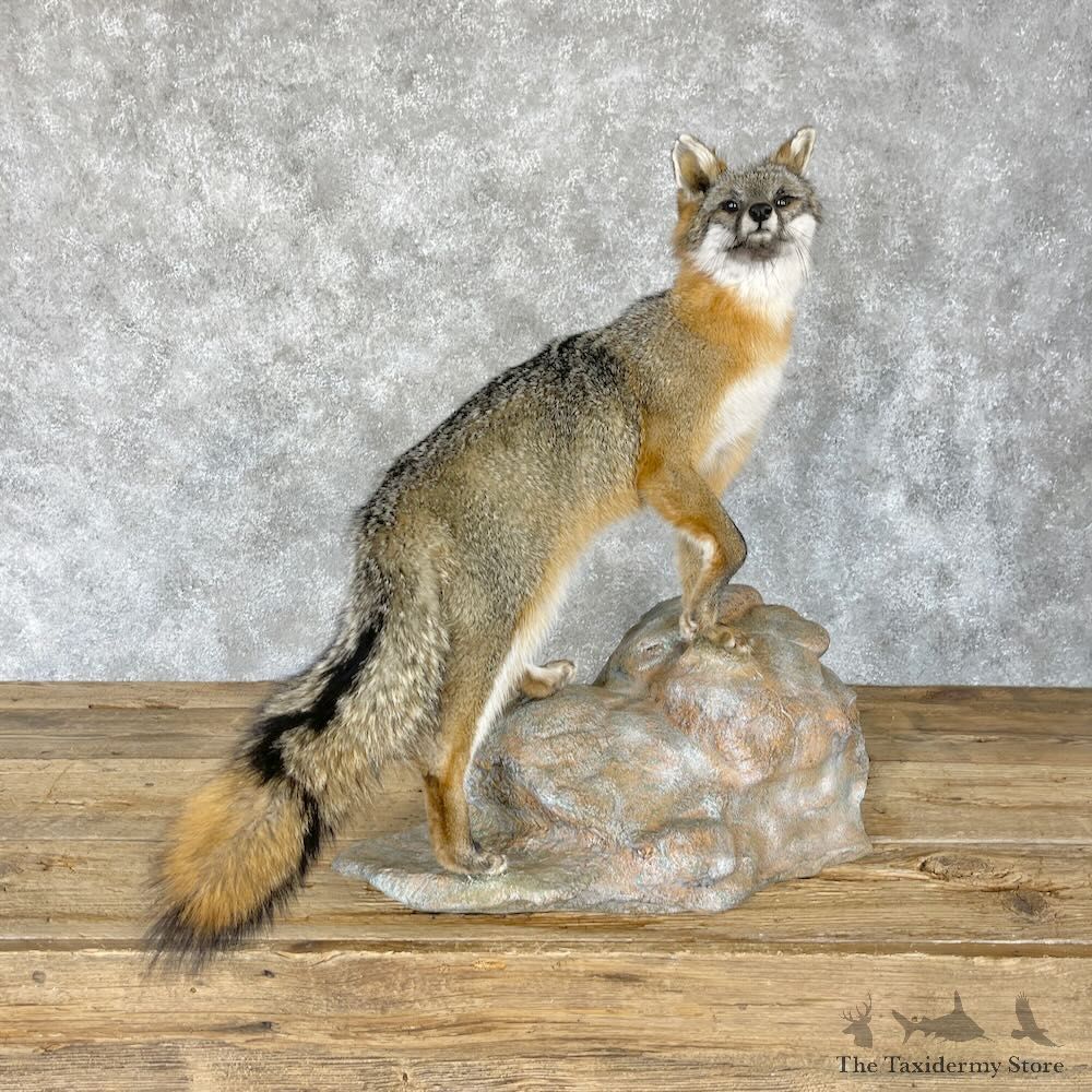 Grey Fox Life-Size Mount For Sale #28235 @ The Taxidermy Store
