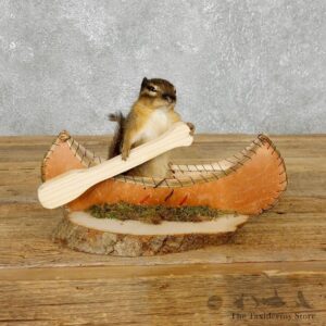 Canoe Chipmunk Novelty Mount For Sale #18175 @ The Taxidermy Store