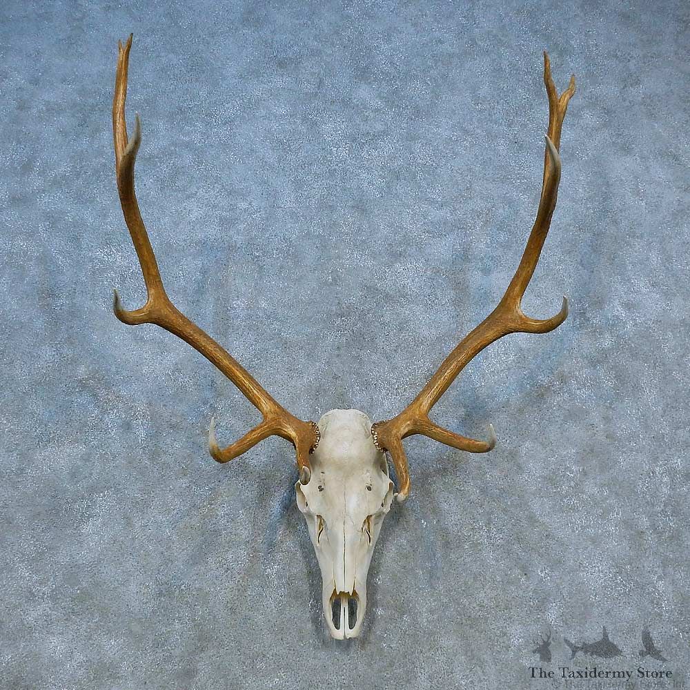 Elk Skull Antler European Mount For Sale #15526 @ The Taxidermy Store