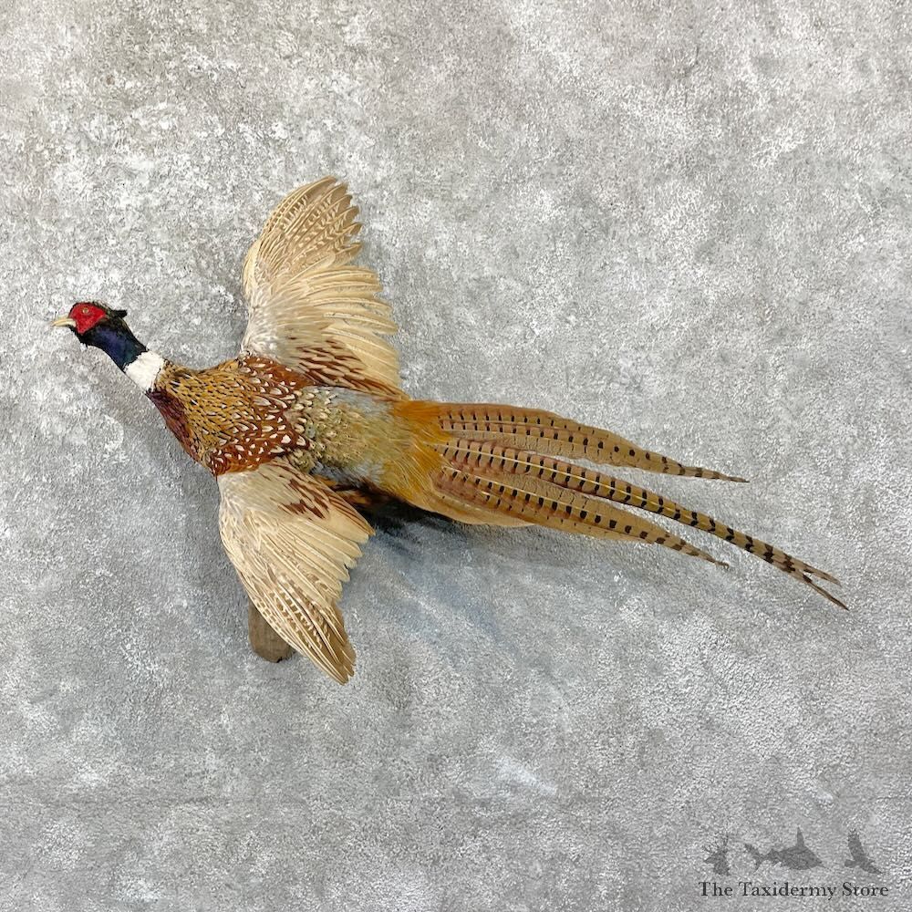 Ringneck Pheasant Bird Mount For Sale #27835 @ The Taxidermy Store