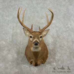 Whitetail Deer Shoulder Mount For Sale #17359 @ The Taxidermy Store