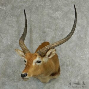 Southern Lechwe Shoulder Taxidermy Mount #13323 For Sale @ The Taxidermy Store