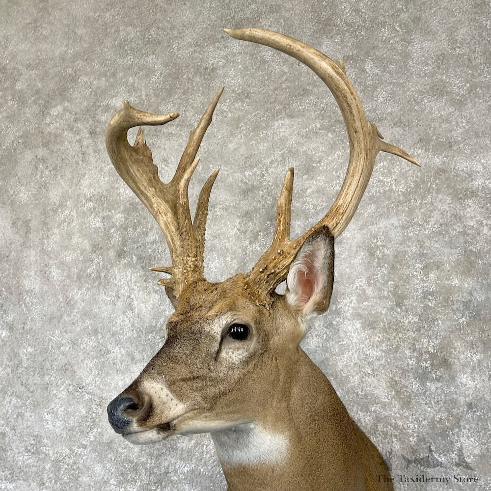 Whitetail Deer Shoulder Mount For Sale #28167 - The Taxidermy Store