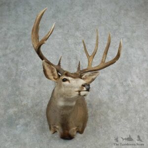 Mule Deer Shoulder Mount For Sale #17005 @ The Taxidermy Store