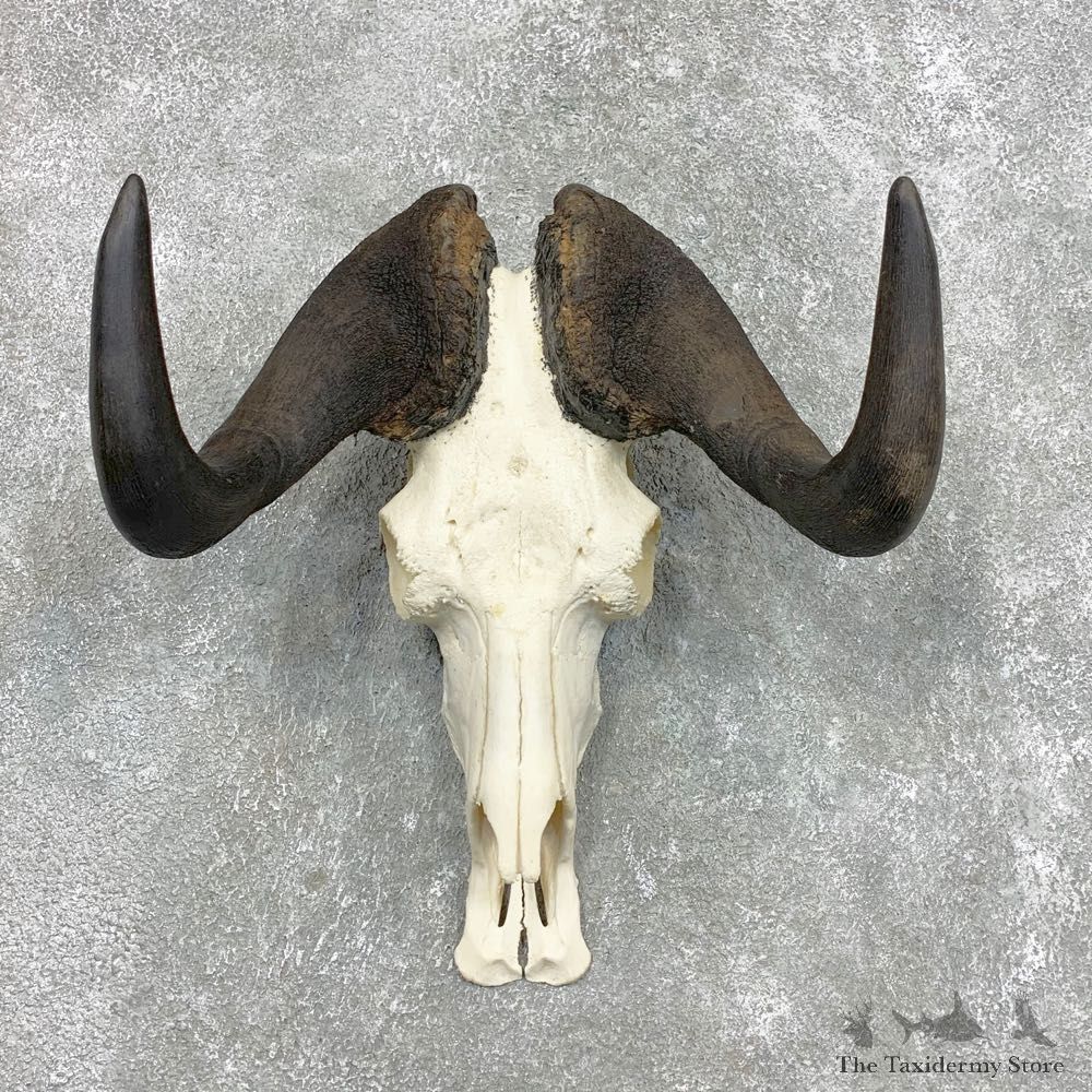 Black Wildebeest Skull European Mount For Sale #22297 @ The Taxidermy Store