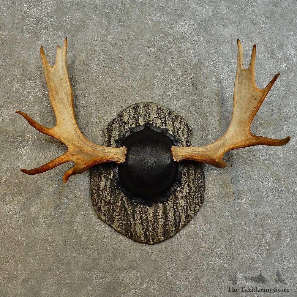 Eastern Canada Moose Antler Plaque For Sale #16532 @ The Taxidermy Store