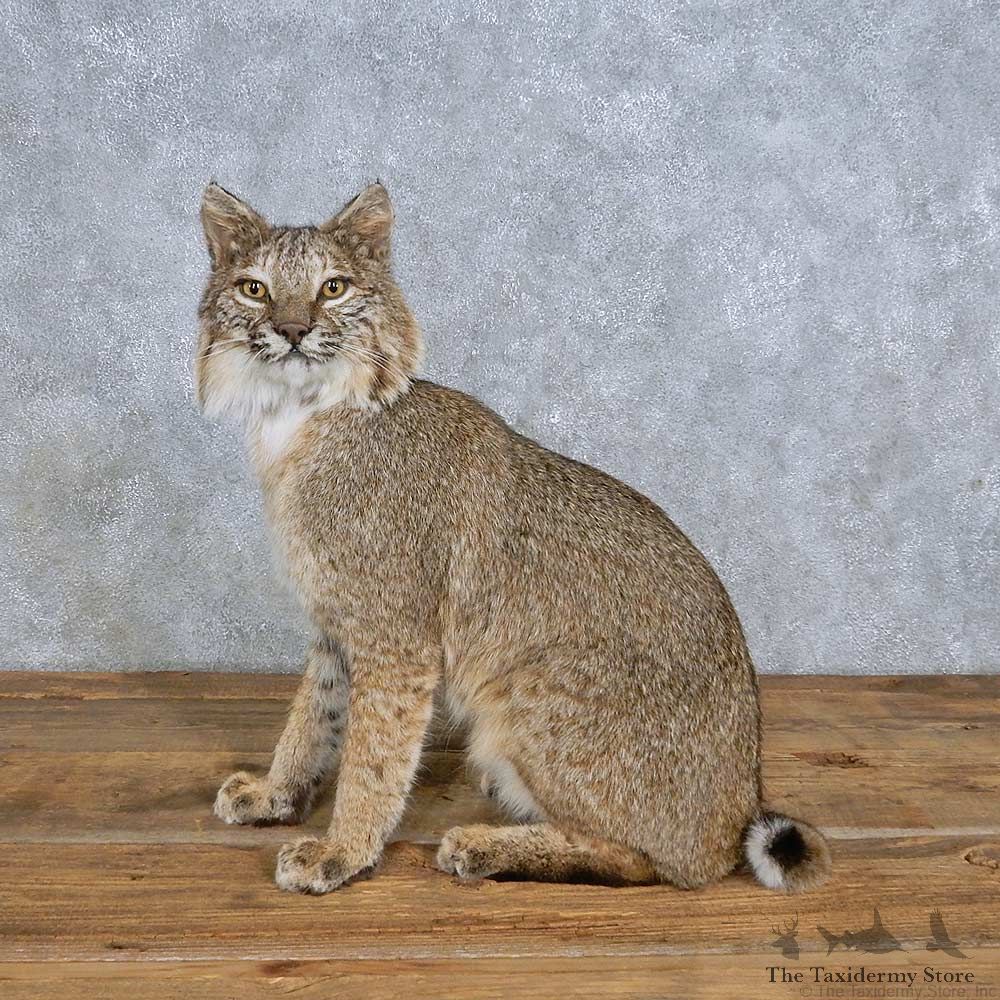 Sitting Bobcat Mount For Sale #14715 @ The Taxidermy Store