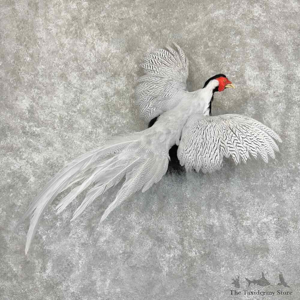 Silver Pheasant Bird Mount For Sale #30968 @ The Taxidermy Store