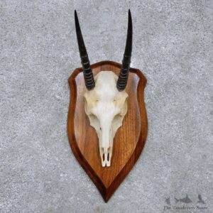 Oribi Skull & Antler European Mount For Sale #14516 @ The Taxidermy Store