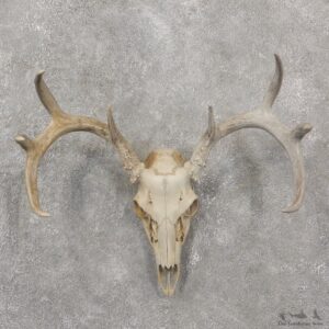 Whitetail Deer Skull European Mount For Sale #19242 @ The Taxidermy Store