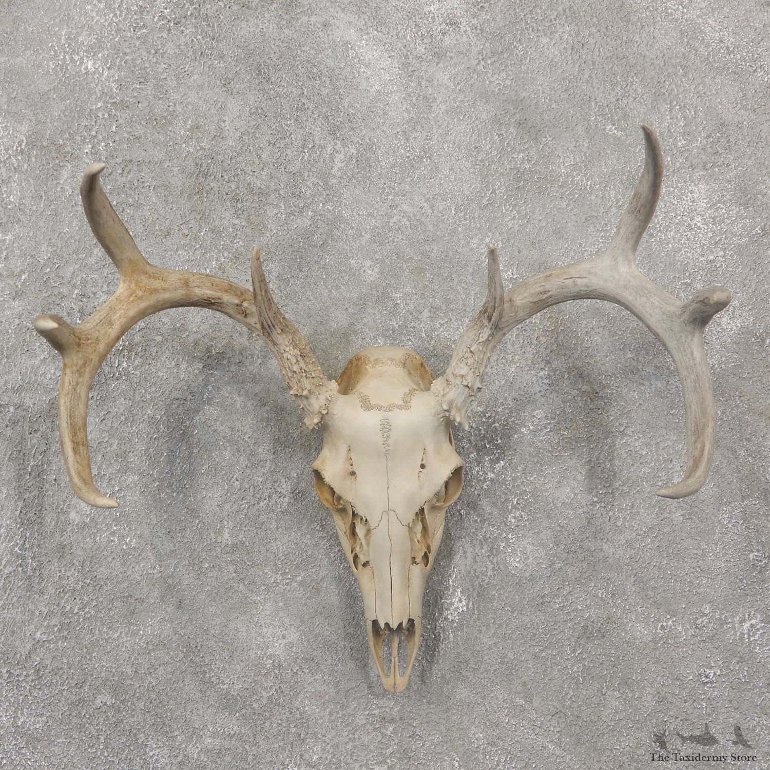 Whitetail Deer Skull European Mount For Sale #19242 @ The Taxidermy Store