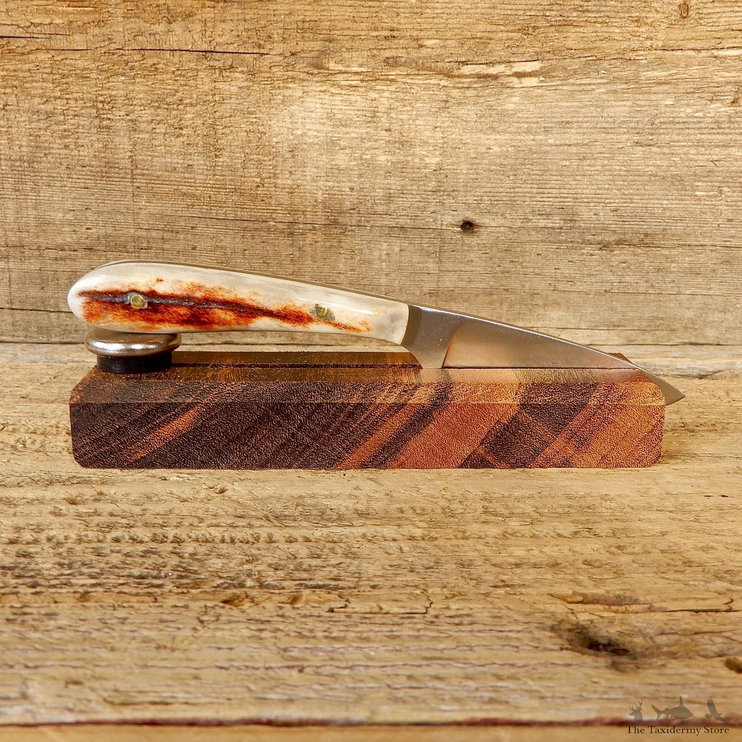 Mini Caper Caping Knife For Sale #19212 @ The Taxidermy Store