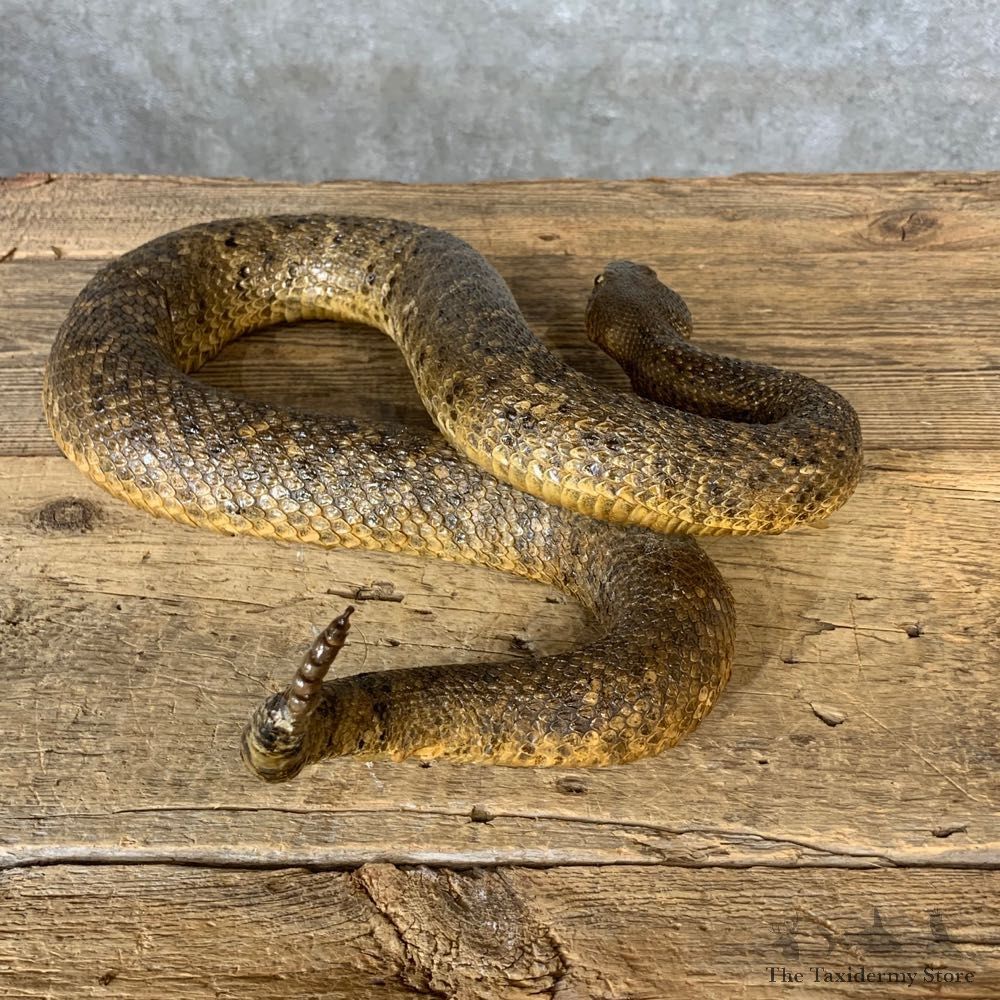 Eastern Diamondback Rattlesnake Mount For Sale #21377 @ The Taxidermy Store