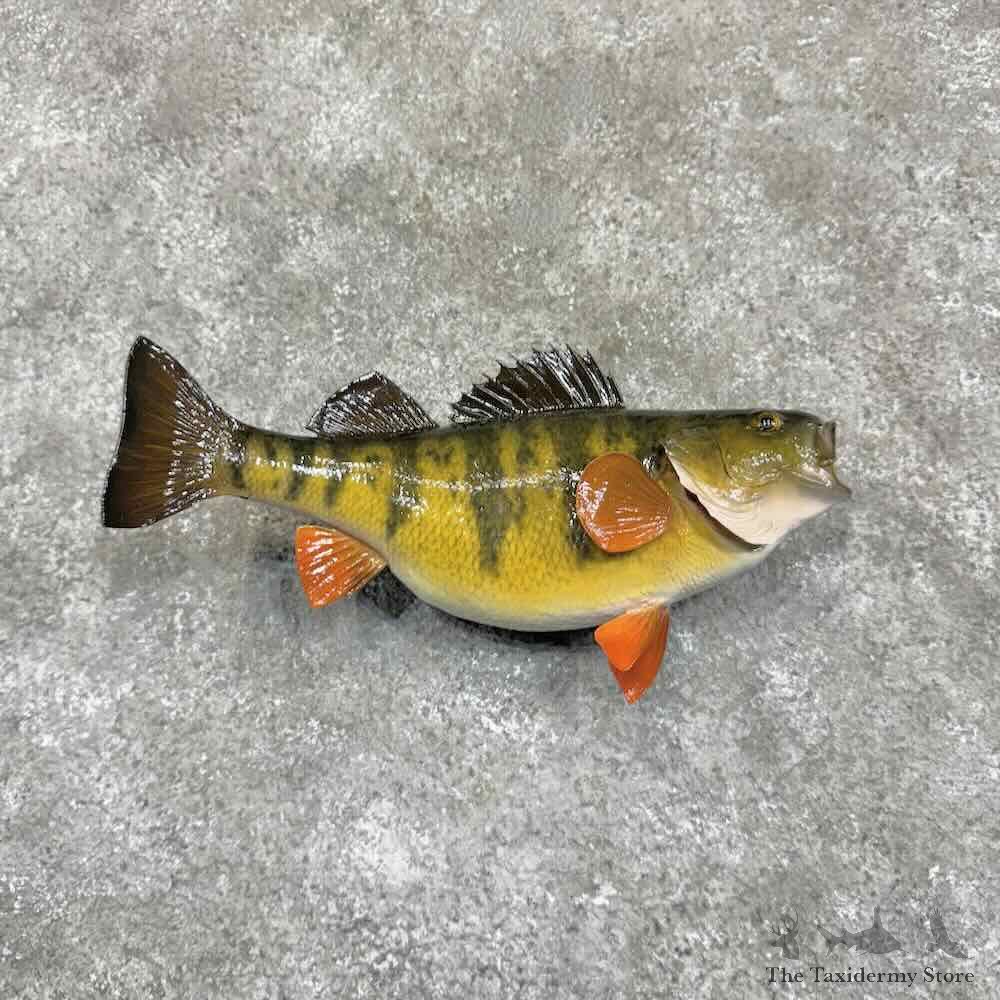 Yellow Perch Fish Mount For Sale #31365 @ The Taxidermy Store