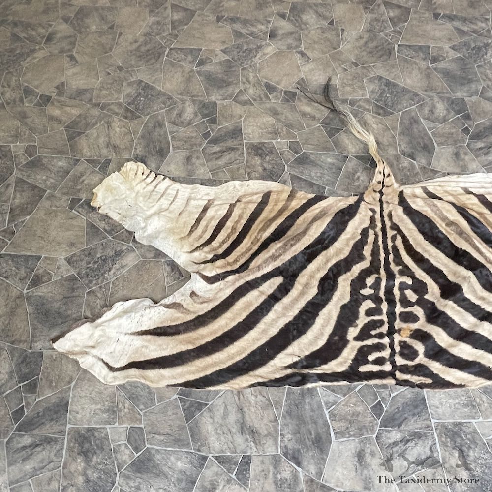African Zebra Back Hide For Sale #25366 @ The Taxidermy Store