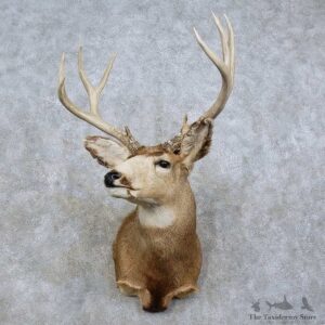 Mule Deer Taxidermy Shoulder Mount For Sale #15811 @ The Taxidermy Store