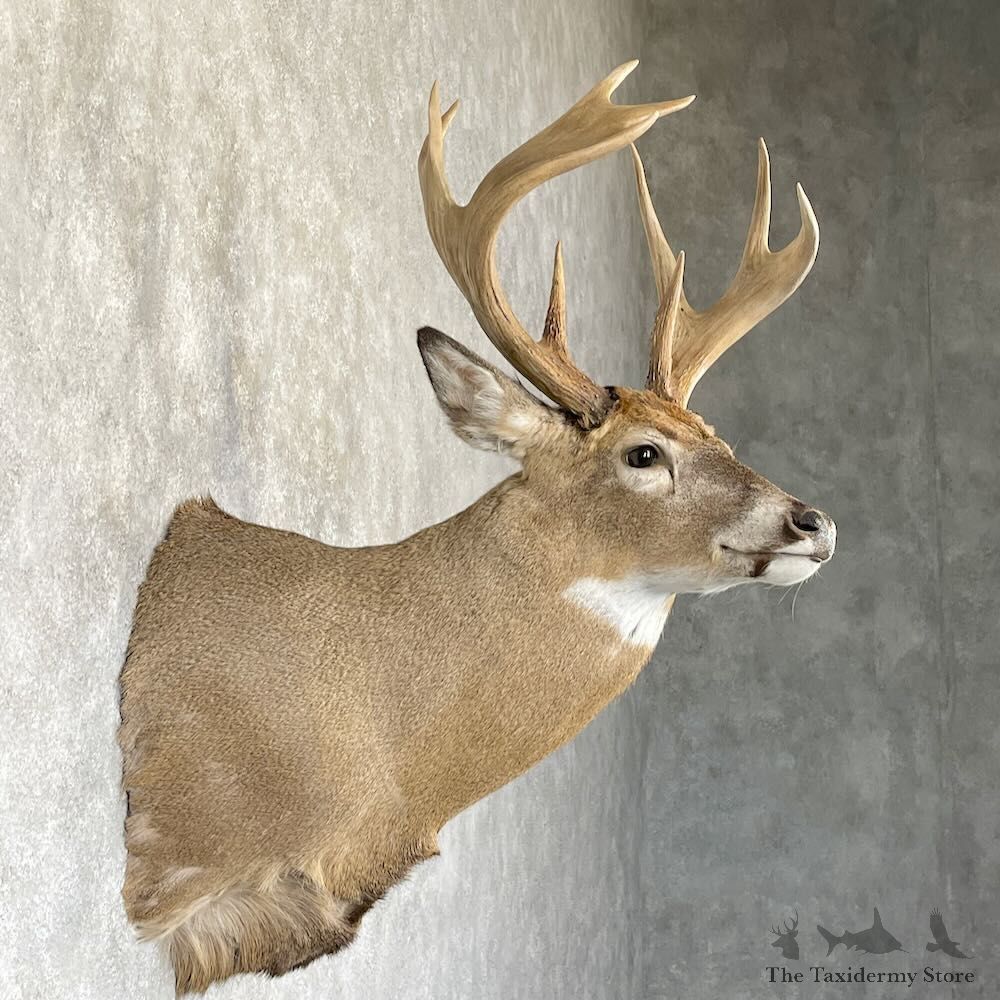 Whitetail Deer Shoulder Mount For Sale #28168 - The Taxidermy Store