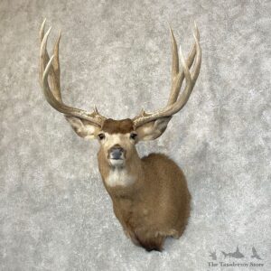 Mule Deer Shoulder Mount For Sale #24586 @ The Taxidermy Store