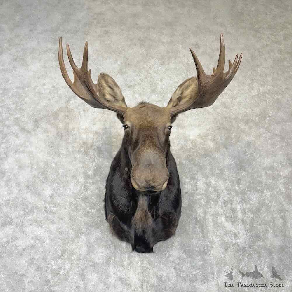 Shiras Moose Shoulder Mount For Sale #30367 @ The Taxidermy Store