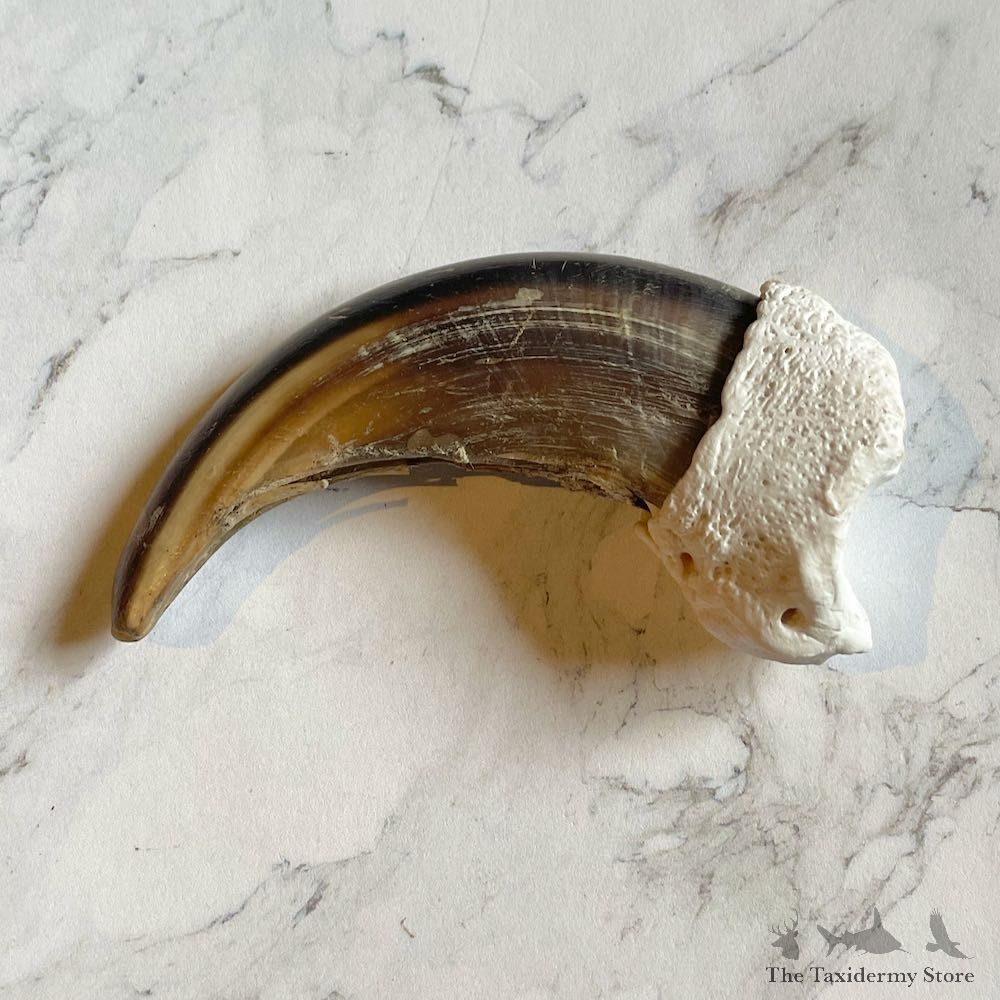 Grizzly Bear Claw For Sale #26026 @ The Taxidermy Store