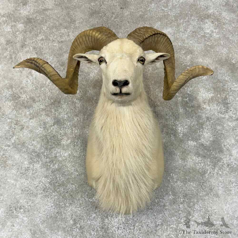 Texas Dall Sheep Shoulder Mount For Sale #31335 @ The Taxidermy Store