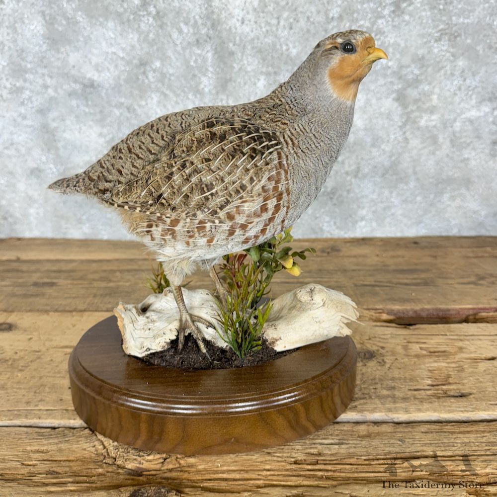 Hungarian Partridge Bird Mount For Sale #29618 @ The Taxidermy Store