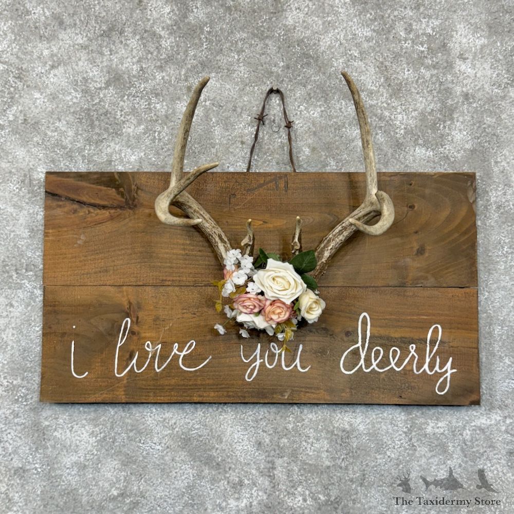 Whitetail Deer Antler Decorative Plaque For Sale #29601 @ The Taxidermy Store