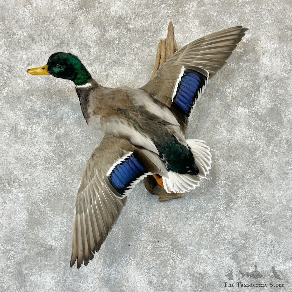 Mallard Duck Drake Mount For Sale #29129 @ The Taxidermy Store