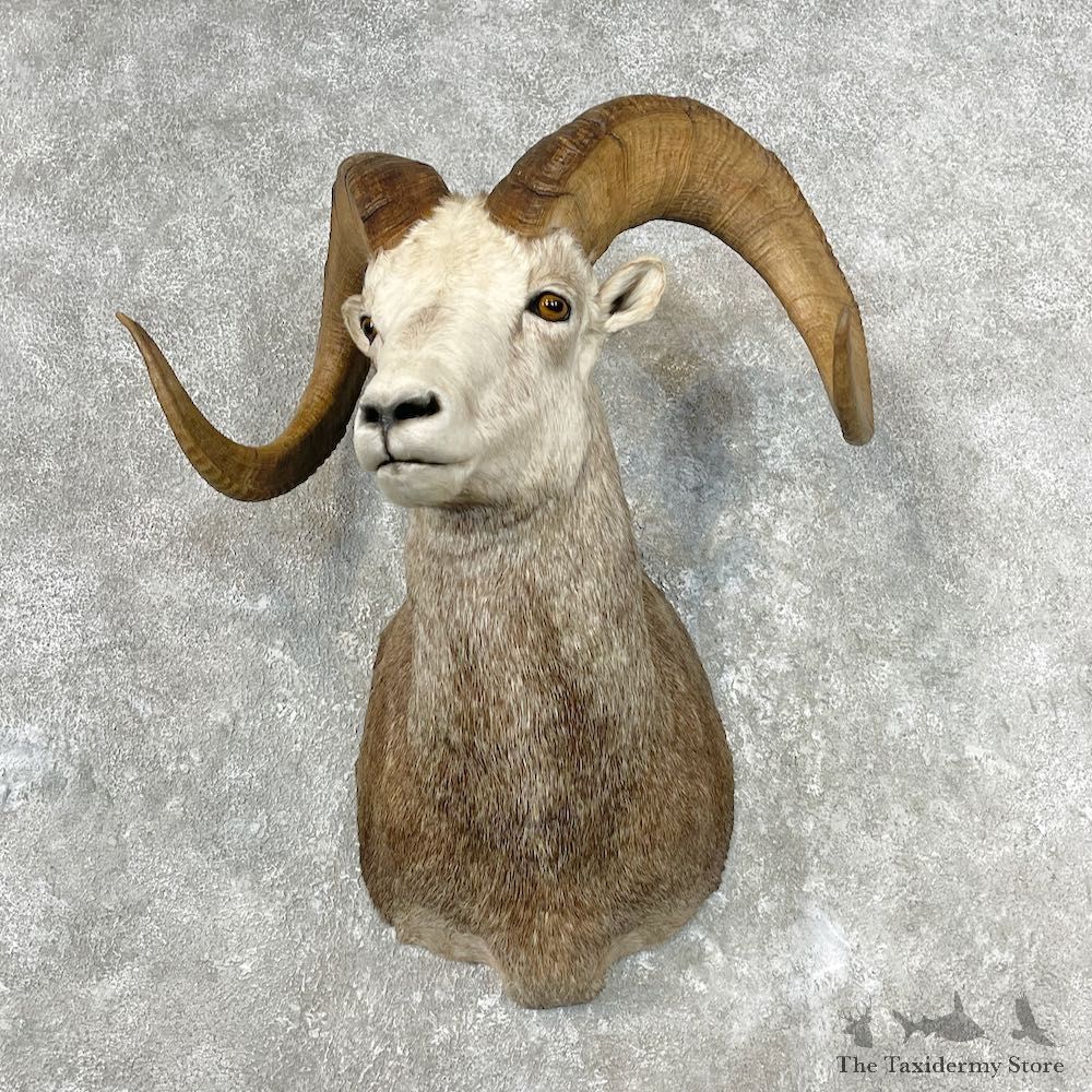 Stone Sheep Shoulder Mount For Sale #26835 @ The Taxidermy Store