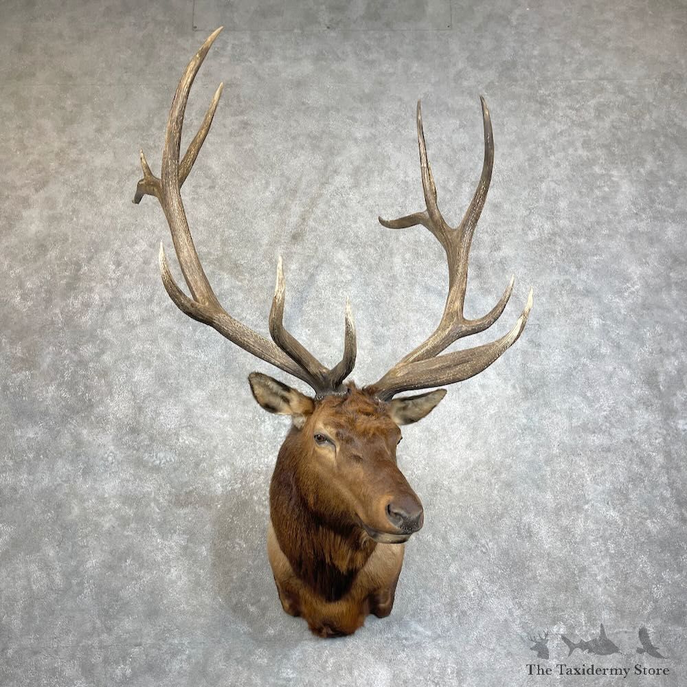 Rocky Mountain Elk Shoulder Mount For Sale #28016 @ The Taxidermy Store