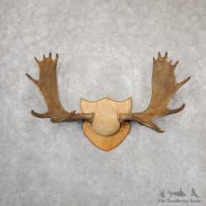 Moose Plaque Mount For Sale #18873 @ The Taxidermy Store
