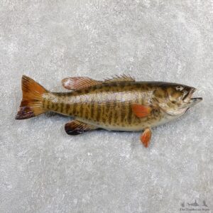 Smallmouth Bass Fish Mount For Sale #19684 @ The Taxidermy Store
