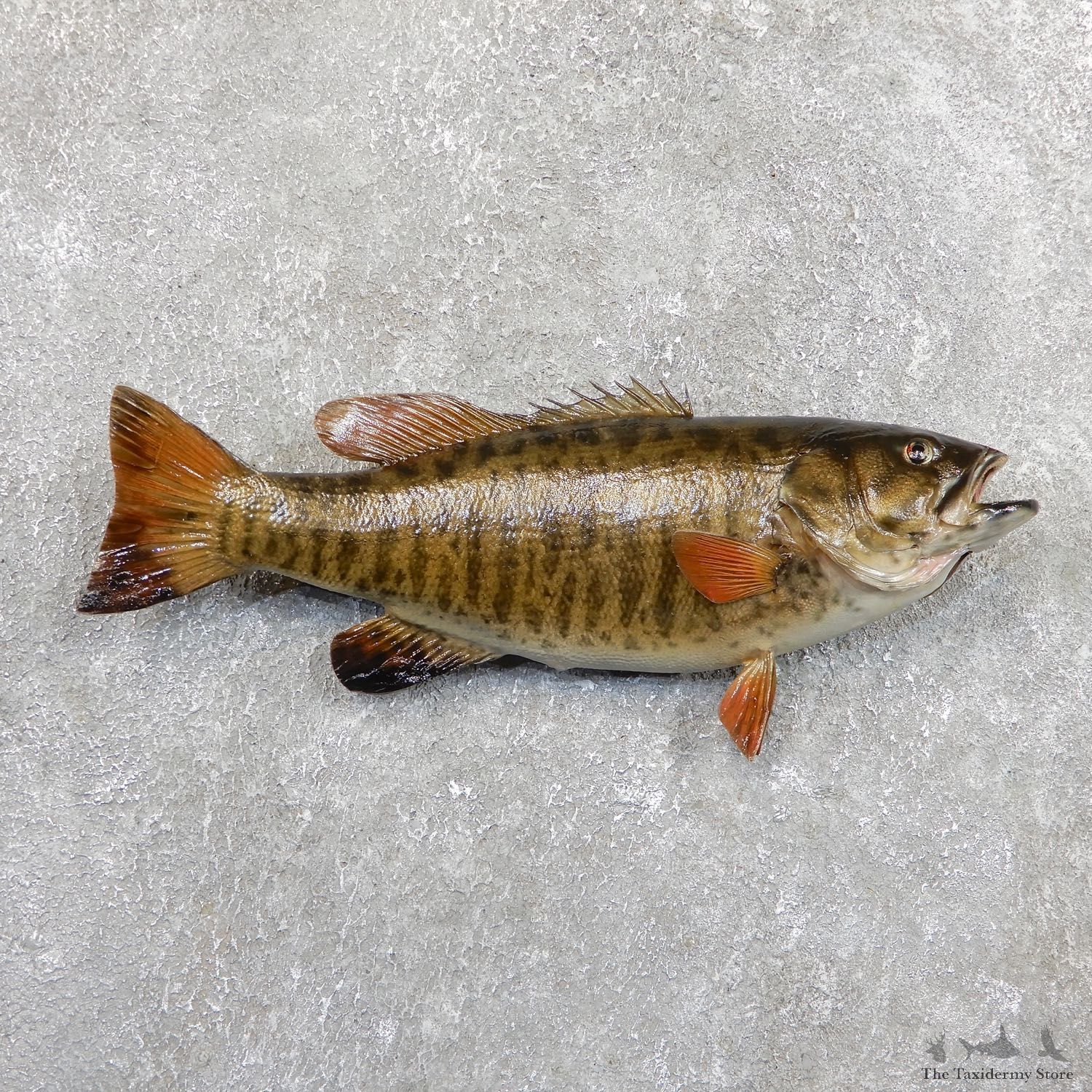 Smallmouth Bass Fish Mount For Sale #19684 @ The Taxidermy Store