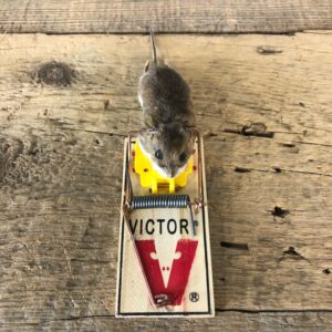 Mouse Trap Novelty Mount For Sale #19888 @ The Taxidermy Store