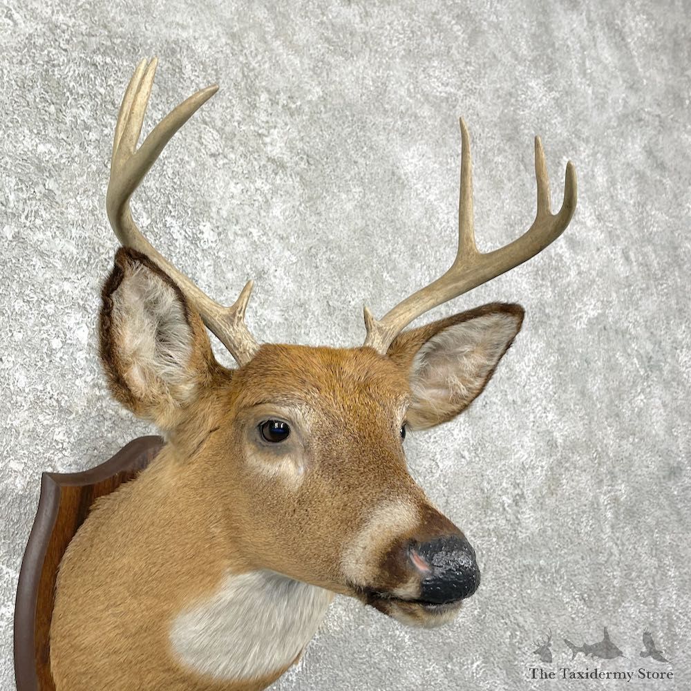 Whitetail Deer Shoulder Mount For Sale #25986 @ The Taxidermy Store