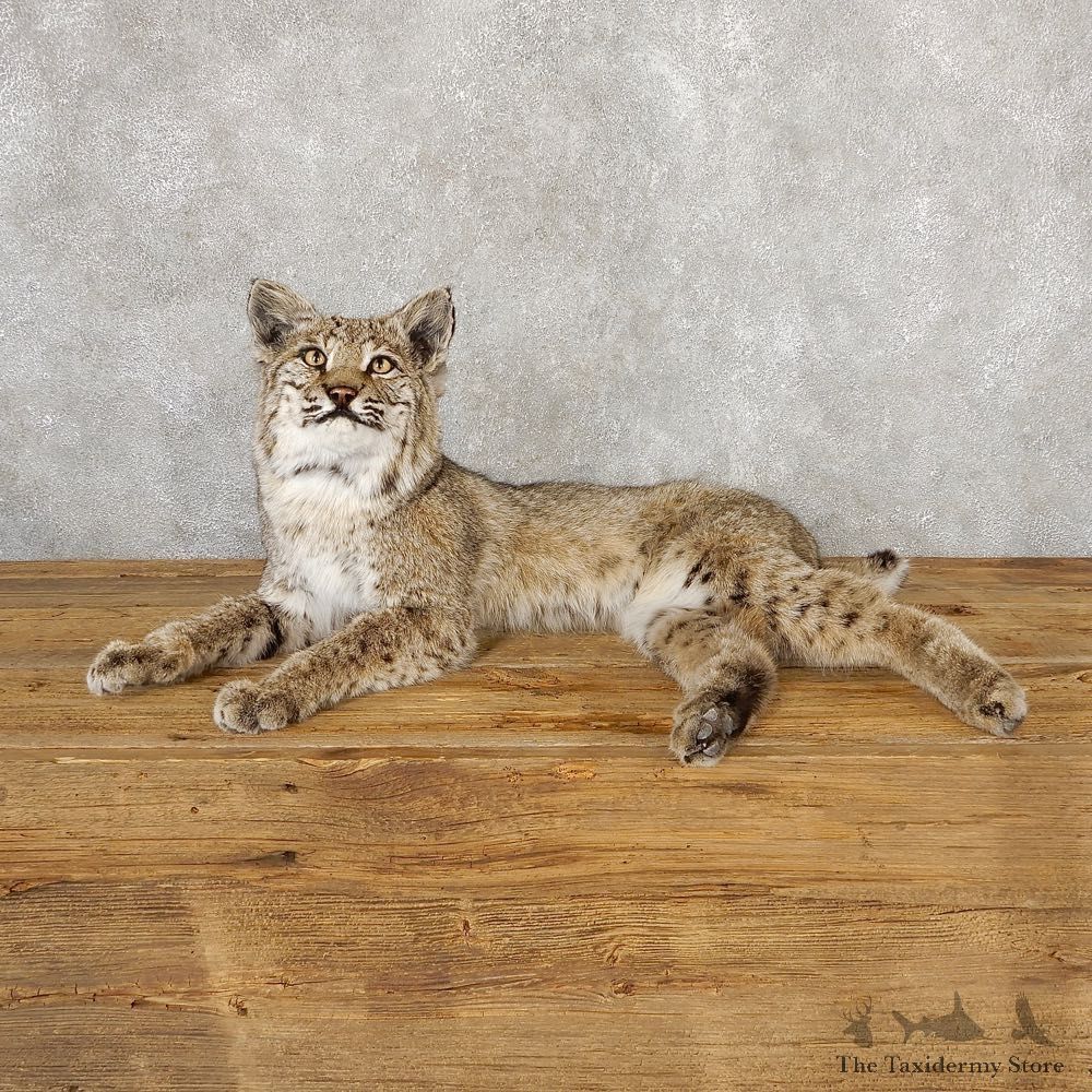 Bobcat Life-Size Mount For Sale #18887 @ The Taxidermy Store