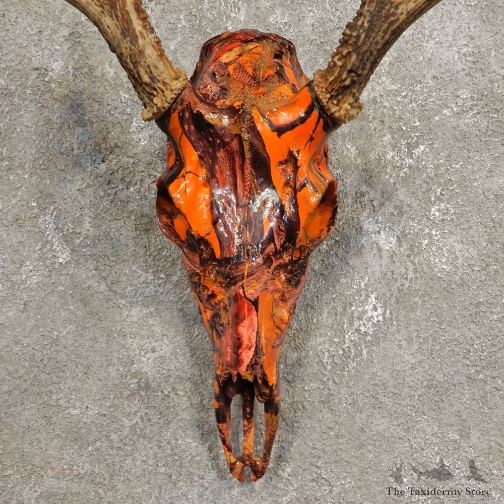 Whitetail Deer Skull European Mount For Sale #20450 @ The Taxidermy Store