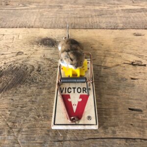 Mouse Trap Novelty Mount For Sale #19899 @ The Taxidermy Store