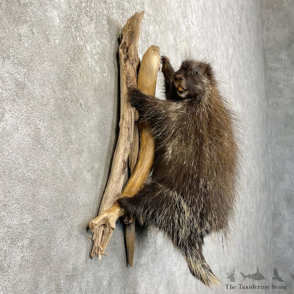 Porcupine Life-Size Taxidermy Mount For Sale #27773 - The Taxidermy Store